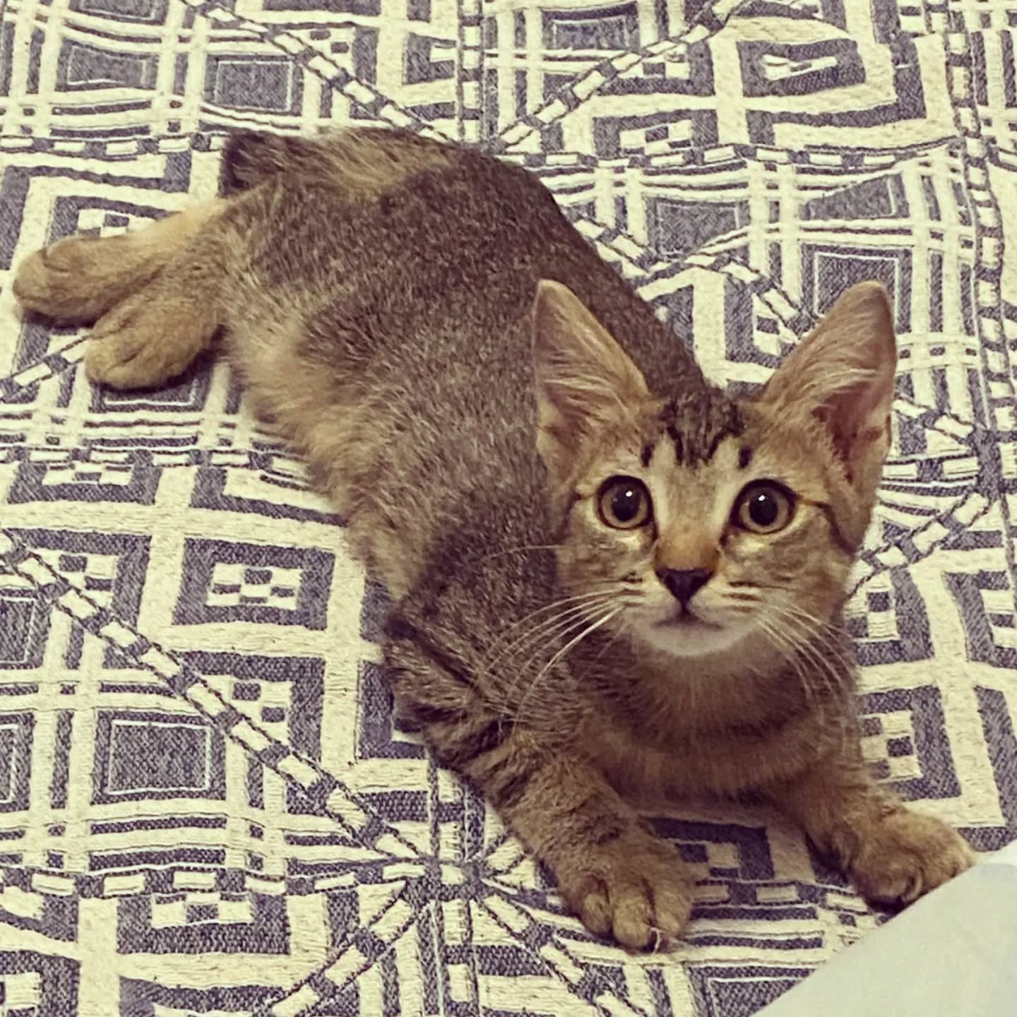 FORLÌ (FC) 🐱🐾 SIMONA CERCA CASA 🏡

Simona è una gattina che ha già dimostrato una forza incredibile. 💕
È stata trovata incastrata sotto una pavimentazione di legno, dove è rimasta intrappolata per due giorni, senza cibo né acqua, prima di essere liberata.

Un'esperienza certamente traumatica, che inizialmente l'ha resa molto diffidente. Soffiava a chiunque si avvicinasse, ma con pazienza e amore, Simona ha iniziato a tranquillizzarsi e oggi la sua balia la descrive come un vero tesorino.

Gioca volentieri e ama farsi coccolare. 🥰

✨ In considerazione dei suoi trascorsi, Simona ha bisogno di una casa speciale.
Un ambiente tranquillo, preferibilmente con persone adulte, perché è facilmente spaventabile dai rumori forti. Per questo motivo, non è indicata la presenza di bambini piccoli né altri animali: ha bisogno di sentirsi al sicuro e di prendersi tutto il tempo necessario per fidarsi completamente.

Chi la accoglierà dovrà essere inizialmente paziente, ma siamo certi che sarà ripagato con tantissime fusa e affetto. 🐾💕

Simona sarà affidata vaccinata e sverminata.

💛 Se pensi di poterle offrire la serenità che merita, contattaci su WhatsApp al 334 7769400.

Simona merita un' occasione e vivere una vita lunga e serena, amata da una famiglia che le faccia dimenticare un inizio difficile!

Per adottarla, contattaci su WhatsApp al 334 7769400. Grazie ❤️