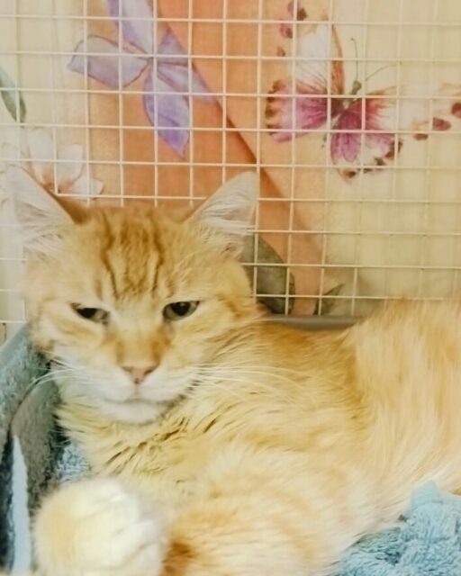 Home 🐾 ADOZIONE del CUORE ❤
FORLÌ - Oggi è il turno di FULVIO (Fulvietto, per gli amici). 🐱 Lui è un carotino di circa 6-7 anni, che qualcuno ha pensato bene di abbandonare chiuso dentro un trasportino davanti all'abitazione di una brava persona (per fortuna ne esistono ancora tante), durante l'estate. Chi lo ha trovato abbandonato come un pacco ha provato a tenerlo con sé, ma sfortunatamente gli altri mici di casa non hanno accettato FULVIO, bullizzandolo pesantemente.
FULVIO si trovava in evidente difficoltà in quell'ambiente, aveva smesso di mangiare ed era diventato pelle e ossa. Per il suo bene abbiamo optato per l'ingresso in rifugio, ma è necessario che per FULVIO questo soggiorno forzato sia il più breve possibile. Chiuso in una stanza, infatti, questo bellissimo gattone si sta deprimendo, ha bisogno di una casa che possa considerare SUA, dove essere amato e coccolato. FULVIO è un micio molto affettuoso, desideroso del contatto umano e un po' timidone. Ha quindi bisogno che i suoi tempi vengano rispettati per potersi fidare ancora dell'essere umano.
Aiutiamo tutti insieme FULVIO a trovare la sua famiglia per sempre!
Se la merita tanto! 😍
FULVIO cerca con tutto il suo cuore la vicinanza e il calore di una persona: desidera sentirsi accolto, amato e al sicuro, e poter finalmente avere accanto qualcuno con cui condividere tante dolci coccole. ❤️
Per conoscerlo oppure per avere informazioni su di lui, non esitare a contattarci su WhatsApp al 334 7769400. Grazie