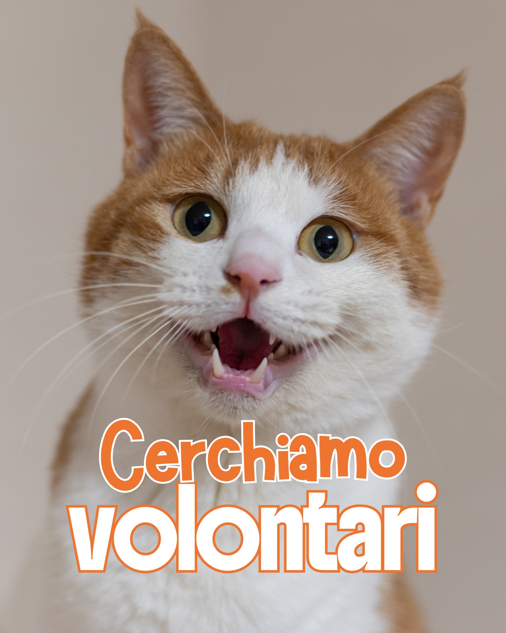Home 🐾 UN MERCOLEDÌ MATTINA CHE FA LA DIFFERENZA 🐱🐾
Hai qualche ora libera il mercoledì mattina?
A Forlì ci sono dei mici che potrebbero aver bisogno proprio di te! 🐈💛
Prendersi cura di loro significa dedicare tempo, attenzione e affetto. Significa esserci, anche solo per qualche ora, e contribuire concretamente al loro benessere.
E in cambio?
Fusa, musetti curiosi, coccole…e quella bellissima sensazione di sapere di aver fatto qualcosa di importante. 🧡
Cerchiamo volontari che abbiano:
🚗 Auto propria
💛 Voglia di impegnarsi
🧡 Senso di responsabilità
💙 Tanto amore per i gatti
Se il mercoledì mattina puoi darci una mano, scrivici! Anche il tuo tempo, per loro, può diventare qualcosa di prezioso. 🐾
📱 Per informazioni e/o disponibilità, inviaci un messaggio su
WhatsApp al 334 776 9400: TI RICHIAMEREMO NOI!
Per saperne di più: Scopri il volontariato di Emergenza Randagi Forlì ODV
www.emergenzarandagi.it