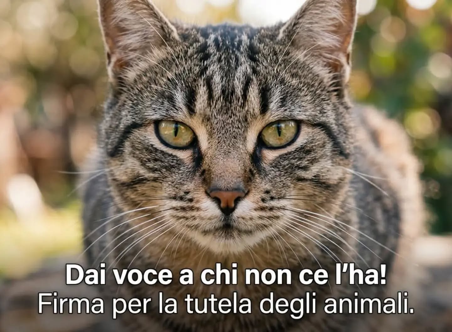 Oggi, in occasione della Giornata Mondiale degli Animali e di San Francesco, celebriamo ogni creatura ricordando che ogni vita merita rispetto e dignità. ❤ 
Il modo migliore per onorare questa giornata con i fatti è compiere un'azione concreta:

✍️ FIRMA ANCHE TU PER INASPRIRE LE PENE PIÙ SEVERE PER CHI MALTRATTA GLI ANIMALI! 🐾

Troppo spesso assistiamo a casi di maltrattamento e abbandono con sanzioni insufficienti o del tutto inefficaci. 
C'è un'iniziativa popolare in corso per inasprire le pene sui reati contro gli animali, ma le firme sono ancora poche perché in pochissimi ne sono a conoscenza!

Iscrivere il tuo nome richiede solo 2 minuti del tuo tempo e una connessione internet. È una firma ufficiale e gratuita sul portale del Ministero della Giustizia.

📲 COME FIRMARE (PROCEDURA GUIDATA):

1. Entra sul sito ufficiale del Ministero:
👉 Clicca sul link: https://firmereferendum.giustizia.it/referendum/open/dettaglio-open/7300029

2. Accedi in sicurezza tramite SPID, CIE (Carta d'Identità Elettronica) o CNS.

3. Una volta effettuato l'accesso, clicca sul pulsante "Sostieni l'iniziativa" / "Firma" e conferma.

📢 Aiutaci a fare informazione!
Molte persone non firmano semplicemente perché non sanno che esiste questa possibilità. CONDIVIDI questo post sul tuo profilo, invialo nei gruppi WhatsApp di amici e parenti e fai girare la voce.

I gatti e gli animali non hanno voce, ma noi sì: USIAMOLA! ❤️🐾

#GiornataMondialeDegliAnimali #SanFrancesco #4Ottobre #dallapartedichinonhavoce #dallapartedeglianimali