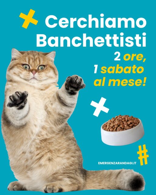 Ami gli animali 🐱💘 ma non puoi darci una mano in rifugio o nelle colonie feline?
Abbiamo il compito perfetto per te! 🙋‍♀️

Stiamo cercando volontari che ci affianchino durante le raccolte cibo: basta dedicare solo 2 ore, un sabato al mese.
Il tuo aiuto sarà prezioso per riempire le loro ciotole e fare davvero la differenza! ❤️

Per maggiori informazioni 📩 scrivici su WhatsApp al 334 776 9400.
Grazie di cuore! 🙏🐾