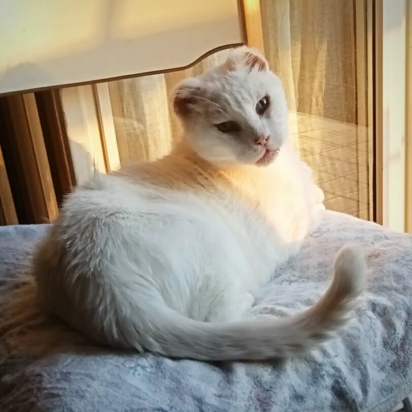 ❤️🐾 PIMPI HA 10 ANNI, DUE OCCHI MERAVIGLIOSI E ANCORA TANTO AMORE DA DONARE. CERCA CASA! 🏡🐈

 ✨ Pimpi è un gatto che di certo non passa inosservato: il cielo azzurro e l'oro più prezioso, concentrati nei suoi occhi. Ma la virtù di questo micio non risiede nell'estetica, quanto invece nel suo essere.

Ha 10 anni e alle spalle una vita vissuta in strada, in totale solitudine. E se questo non fosse sufficiente, PIMPI ha dovuto affrontare  anche la battaglia  contro un sarcoma che ha richiesto la parziale amputazione di entrambe le  orecchiette. Oggi sta bene e vuole  finalmente  godersi la tranquillità di una casa. ❤️

📦 Il nostro PIMPI non è però solo un "sopravvissuto" alle sfide della vita. Lui è anche un piccolo impostore, perché nonostante i suoi 10 anni dimostra un'indole da ragattino! Al mattino, dopo una dormita rigenerante, si sveglia con una voglia matta di giocare, proprio come un adolescente!  Adora infilarsi e giocare nelle scatole....e per forza, direte voi! Qual è quel gatto che non nutre un'ossessione per scatole, scatoline e scatoloni?!

🛋️ PIMPI è un micio indipendente, che ama scegliere i  momenti di interazione con le persone. Non  gradisce essere preso in braccio, ma non appena qualcuno si  siede sul divano, eccolo che arriva! Si struscia, fa le fusa e si mette a pancia all’aria per ricevere le carezze. Un grande privilegio che PIMPI concede sì, ma ce lo si deve conquistare con dolcezza, pazienza e rispetto.

🐱 Convive serenamente con gli altri gatti e al momento non presenta particolari patologie. I suoi esami ematici recenti sono rassicuranti in questo senso. 

🏡 CHE FAMIGLIA CERCHIAMO?
Cerchiamo per PIMPI qualcuno che NON manchi di pazienza, capace di rispettare i suoi spazi e i suoi tempi, senza forzarlo. Qualcuno che non pretenda di cambiarlo e che sappia invece amarlo per la sua natura. PIMPI cerca qualcuno che si innamori di lui. 🐾

📍 Si trova a Forlì.

💌 Per conoscerlo e ricevere informazioni sulla sua adozione, contattateci in privato su WhatsApp al 334 776 9400.

🙏 Anche una condivisione può fare la differenza. Aiutiamolo a raggiungere chi saprà amarlo come merita! Siamo certi che questa persona speciale sia tra voi! ❤️