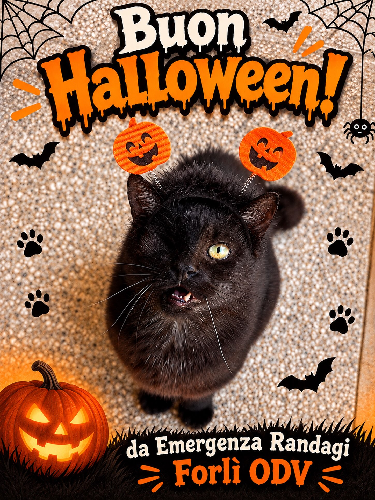 Home 👻Quest’anno anche in rifugio è arrivata la magia di Halloween e i nostri mici sono prontissimi a festeggiare!🐾
🎃 Buon Halloween da tutti noi di Emergenza Randagi Forlì ODV! 🧡
#gattonero #rifugioanimali #gattile #halloween